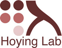 Hoying Laboratory